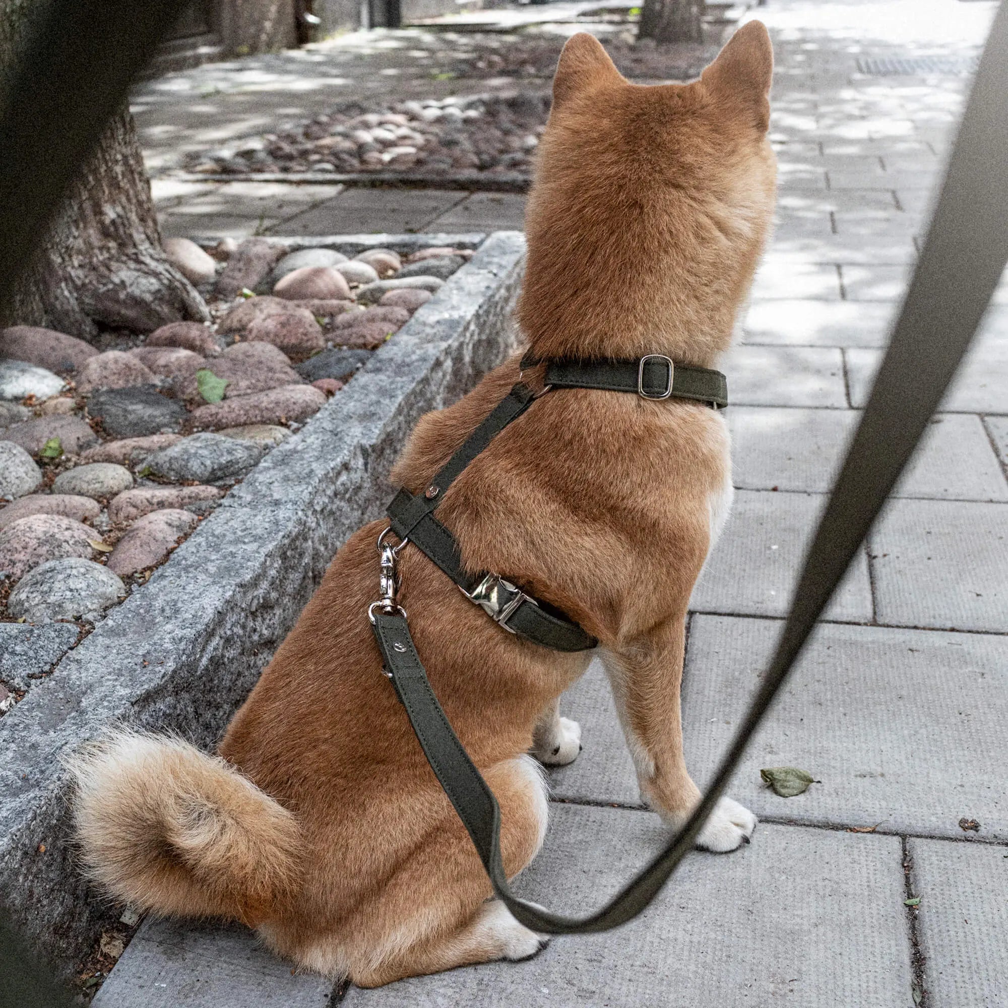 WePet.no Hundesele Signature Go Khakigrønn – Denjo Dogs