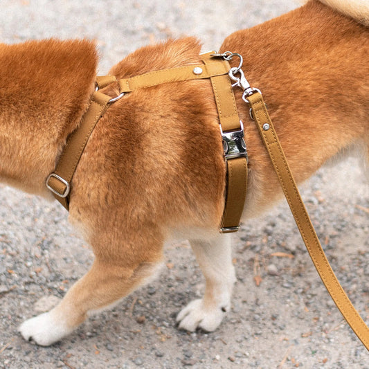 WePet.no Hundesele Signature Go Sennepsgul – Denjo Dogs