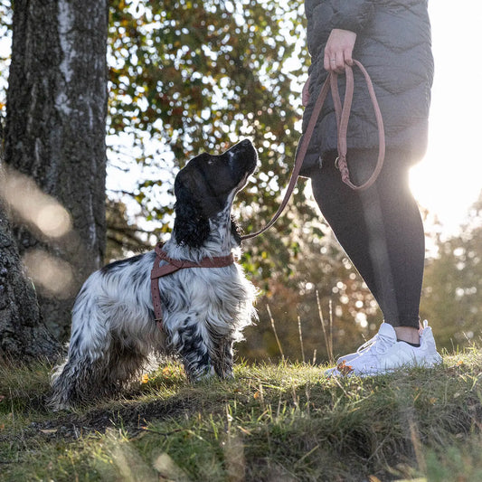 WePet.no Hundesele Stockholm Lær Hazel – Denjo Dogs