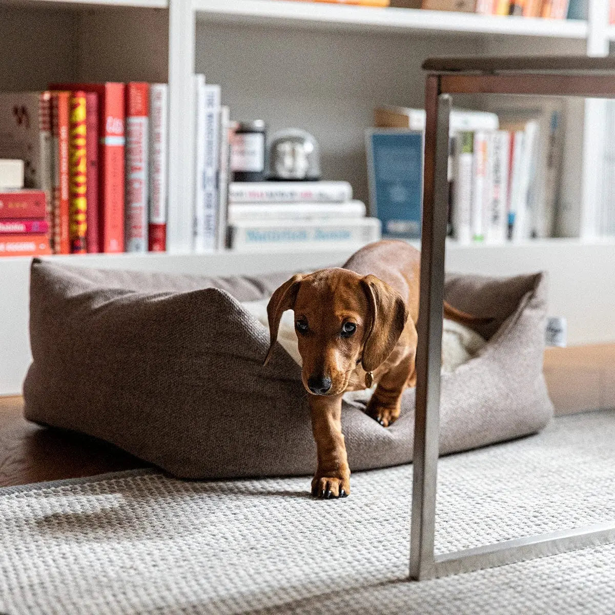 WePet.no Hundeseng Teddy Lounge True Taupe – Denjo Dogs