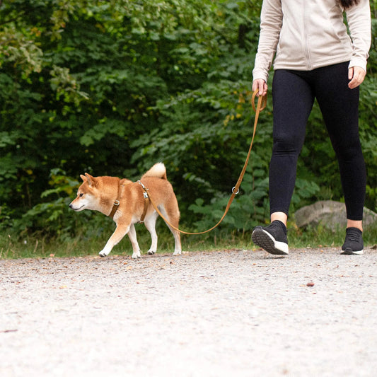 WePet.no Justerbart Kobbel Signature Go Sennepsgul – Denjo Dogs