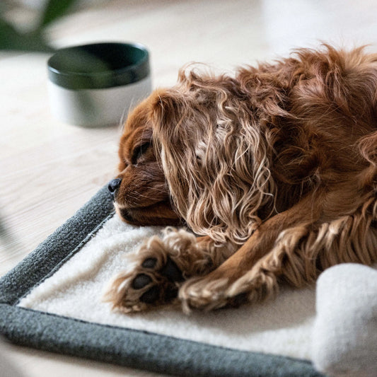 WePet.no Reisepledd Snuggle Mørkgrønn – Denjo Dogs
