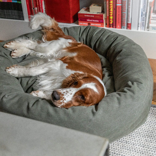 WePet.no Senger Hundeseng Classic Donut,  Desert Green med Lærdetalj – Denjo Dogs